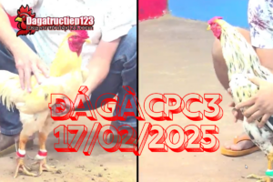 Video-da-ga-thomo-cpc3-ngay-17-02-2024