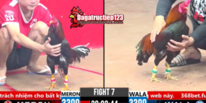 video-da-ga-thomo-cpp1-ngay-20-03-2025