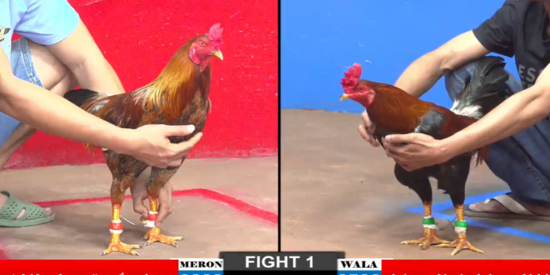 video-da-ga-thomo-cpp3-ngay-20-03-2025