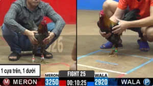 Full clip đá gà trực tiếp CPC2 Thomo ngày 12082026