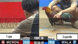 Full clip đá gà trực tiếp CPC2 Thomo ngày 17082026