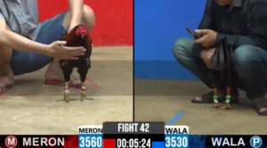 Full clip đá gà trực tiếp CPC2 Thomo ngày 18082026