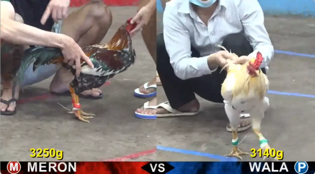 Full clip đá gà trực tiếp CPC5 Thomo ngày 03-08-2026