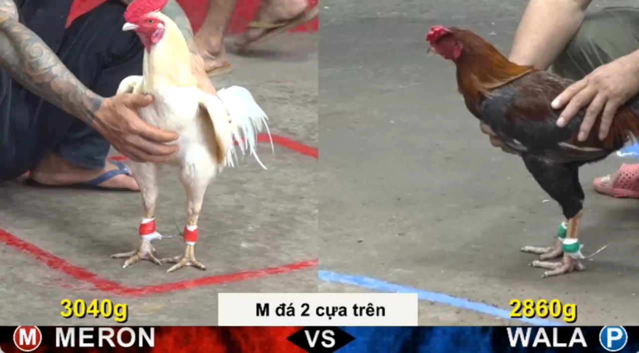 Full clip đá gà trực tiếp CPC5 Thomo ngày 06-08-2026