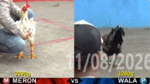 Full clip đá gà trực tiếp CPC5 Thomo ngày 12082026