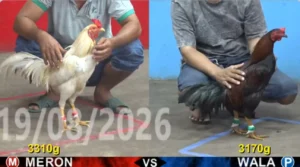 Full clip đá gà trực tiếp CPC5 Thomo ngày 20082026