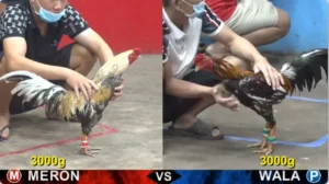 Full clip đá gà trực tiếp CPC5 Thomo ngày 27-08-2026