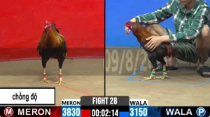 Full clip da ga truc tipep cpc2 thomo nagy 10-08-26