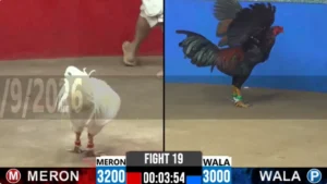 Full clip đá gà trực tiếp CPC2 Thomo ngày 16-09-2026