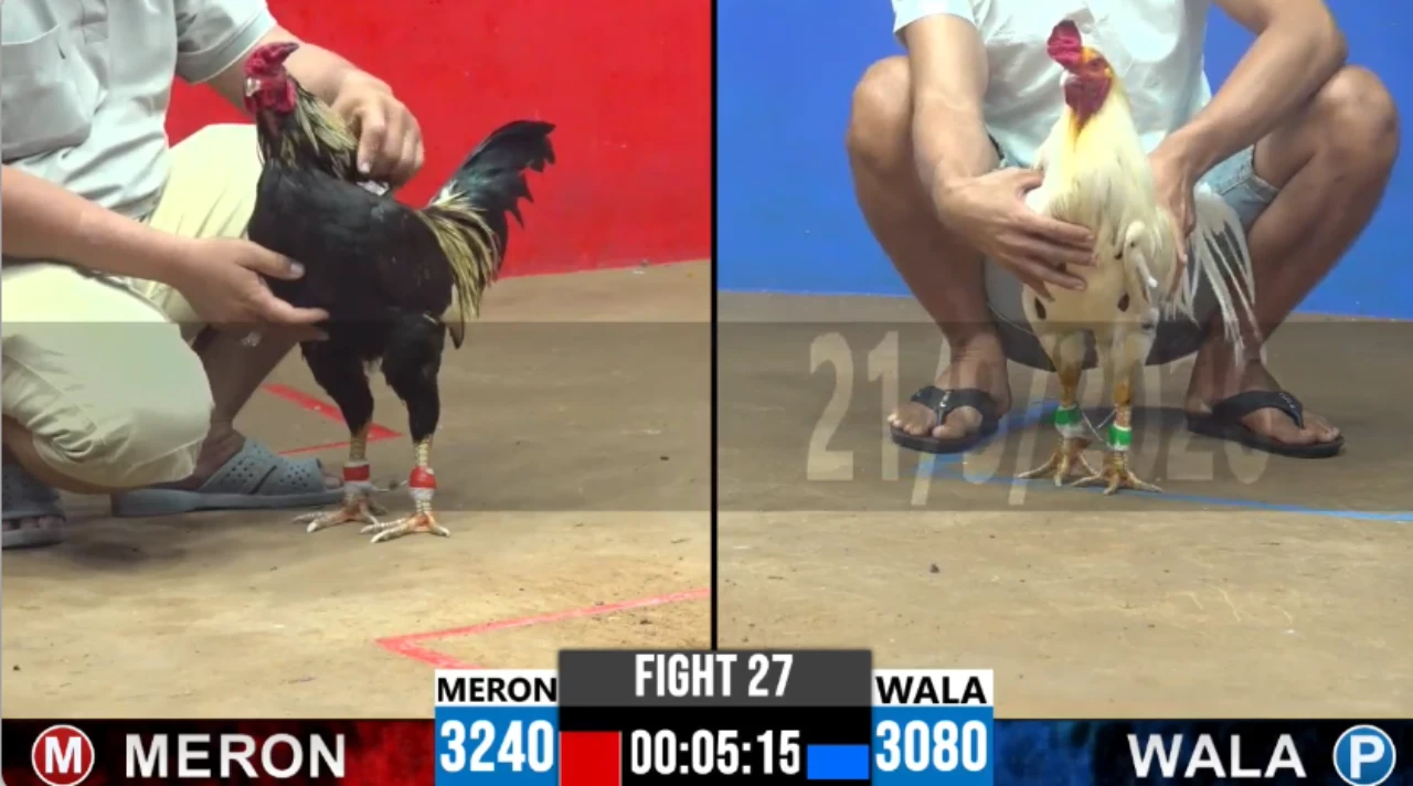 Full clip đá gà trực tiếp CPC2 Thomo ngày 22-09-2026