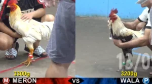 Full clip đá gà trực tiếp CPC5 Thomo ngày 14-09-2026