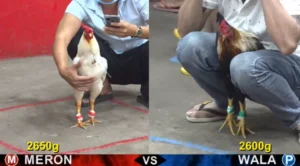 Full clip đá gà trực tiếp CPC5 Thomo ngày 16-09-2026