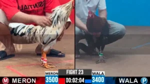 Full clip đá gà trực tiếp CPC2 Thomo ngày 01-10-2026
