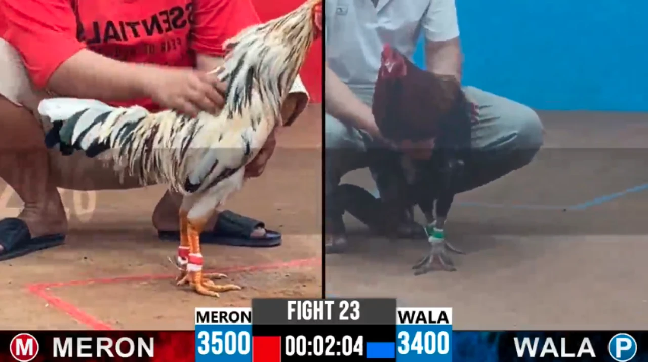 Full clip đá gà trực tiếp CPC2 Thomo ngày 01-10-2026