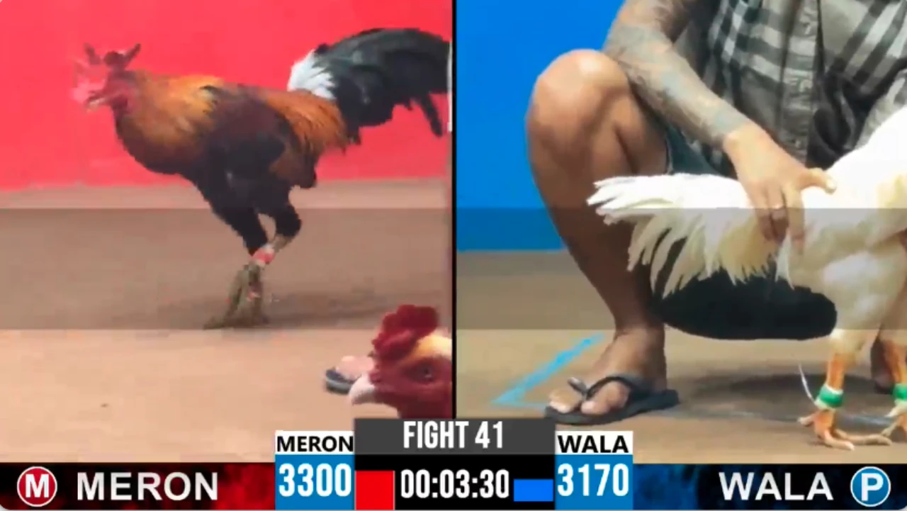Full clip đá gà trực tiếp CPC2 Thomo ngày 02-10-2026