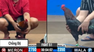 Full clip đá gà trực tiếp CPC2 Thomo ngày 07-10-2026